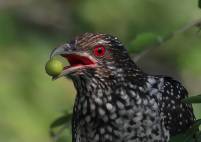 Asian Koel (Female)