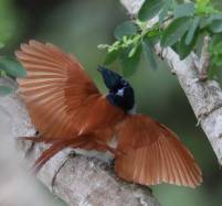 Asian Paradise-flycatcher