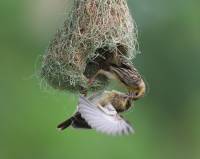 Baya Weaver