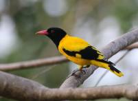 Black-Hooded Oriole