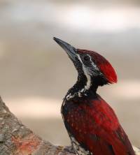 Black-rumped Flameback