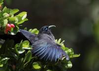 Blue-Faced Malkoha