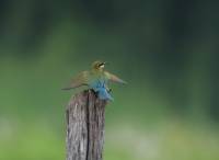 Blue-Tailed Bee-Eater