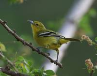 Common Iora