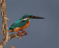 Common Kingfisher