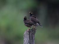 Common Myna