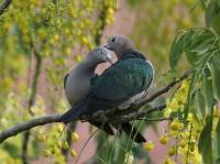 Green Imperial Pigeon