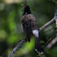 Red-vented Bulbul