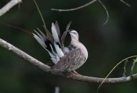 Spotted Dove