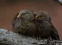 Yellow-billed Babbler